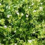 Galium rubioides 花