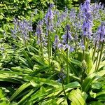 Hyacinthoides hispanica 整株植物