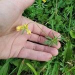 Lotus corniculatusHostoa