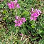 Pedicularis gyroflexa Flor