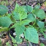 Solanum physalifolium Liść