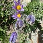 Anemone halleri Floare