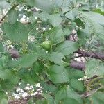 Prunus brigantina Fruit