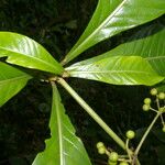 Psychotria grandis Leaf