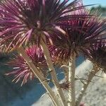 Ptilostemon hispanicus Flower