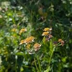 Bupleurum longifolium Flower