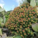 Euphorbia dendroides Květ