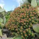 Euphorbia dendroides Flor