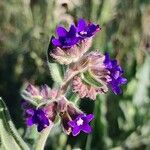 Anchusa officinalis Kukka