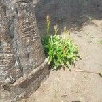 Crinum ornatum Flower