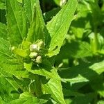 Epilobium ciliatum Floare