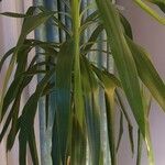 Yucca elephantipes Leaf