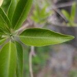 Volkameria heterophylla Feuille