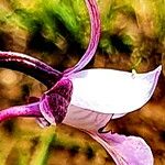 Eulophia hians Flor