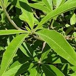 Vitex agnus-castus Blad