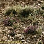 Thymus pannonicus Habitat