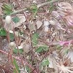 Crepis foetida Blüte