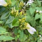 Ipomoea corymbosa кора