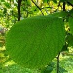 Styrax obassia Ліст