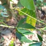 Mimosa velloziana Leaf