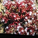 Sedum caeruleum Цвят