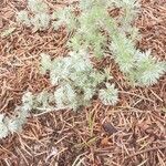 Artemisia frigida 葉