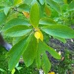 Sassafras albidum পাতা