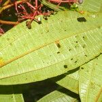 Miconia affinis Leaf