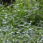 Persicaria dichotoma Blad