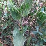 Plantago maxima Leaf