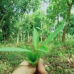 Ageratina riparia Leaf