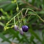 Dianella ensifolia Frucht