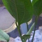 Echinodorus cordifolius Leaf