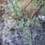 Galium maritimum Leaf