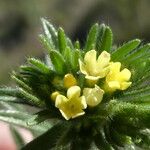 Neatostema apulum Flower