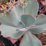 Echeveria gigantea Vivejo