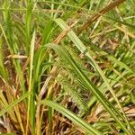 Carex pseudocyperus Habit