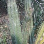 Pilosocereus leucocephalus Leaf