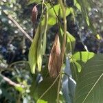 Fraxinus excelsior 果實