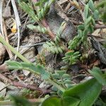 Coronilla minima Habit