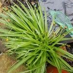 Plantago maritima Blad