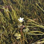 Ranunculus ololeucos Hábito