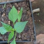 Capsicum chinense Hoja