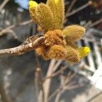 Handroanthus ochraceus Flor