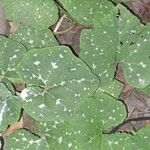 Cucurbita moschata Leaf