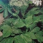 Imperatoria ostruthium Libunga