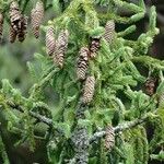 Picea abiesFroito