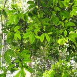 Julbernardia pellegriniana Hoja