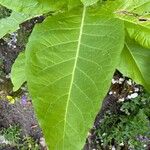 Nicotiana sylvestris葉