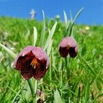 Fritillaria tubaeformis Õis